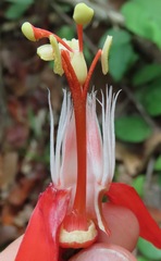 Passiflora cristalina