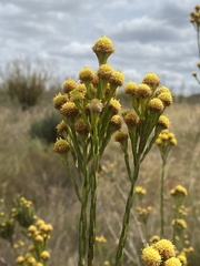 Leucadendron corymbosum