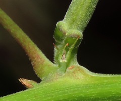 Passiflora cristalina