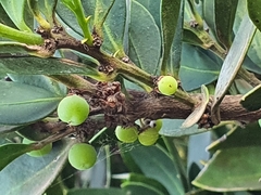 Robsonodendron maritimum