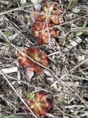 Drosera aliciae