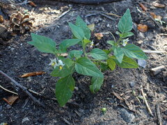 Solanum physalifolium nitidibaccatum