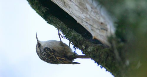 Foto de Short-toed Treecreeper