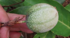 Passiflora cristalina