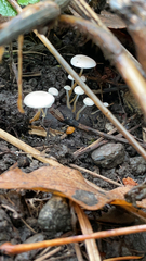 Strobilurus trullisatus