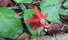 Passiflora cristalina