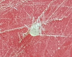 Exalbidion
