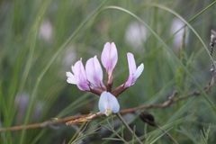 Astragalus corniculatus