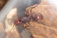 Polyergus rufescens
