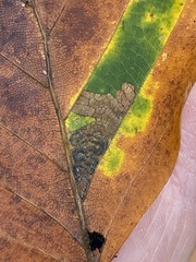 Stigmella tityrella