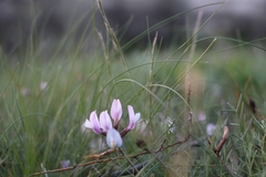 Astragalus corniculatus