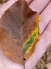 Stigmella tityrella