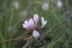 Astragalus corniculatus
