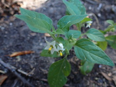 Solanum physalifolium nitidibaccatum