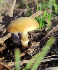 Stropharia coronilla