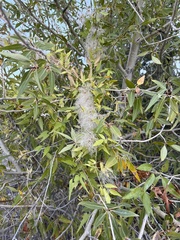 Clematis ligusticifolia