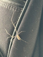 Pholcus phalangioides