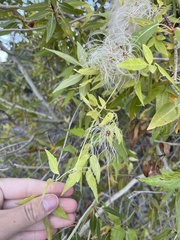 Clematis ligusticifolia