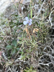 Viola arborescens
