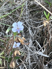 Viola arborescens