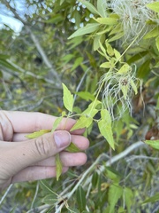 Clematis ligusticifolia