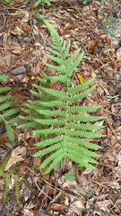 Pelazoneuron kunthii