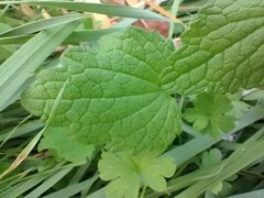 Lamium purpureum