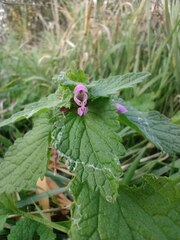 Lamium purpureum