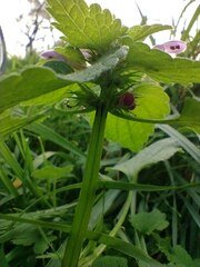 Lamium purpureum