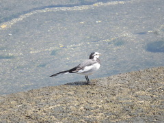 Motacilla alba lugens