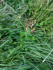 Lamium purpureum