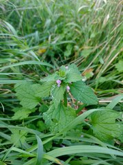 Lamium purpureum