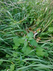 Lamium purpureum