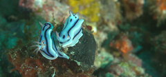 Chromodoris lochi