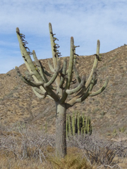 Browningia candelaris