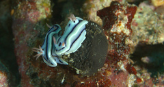 Chromodoris lochi