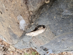 Pandesma
