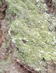 Melanohalea exasperatula