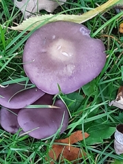 Lepista nuda