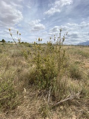 Leucadendron corymbosum