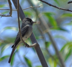 Contopus cinereus