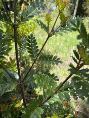 Weinmannia trichosperma