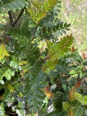 Weinmannia trichosperma