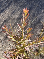 Comandra umbellata