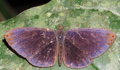 Metacharis regalis