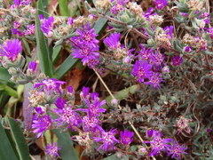 Ruschieae
