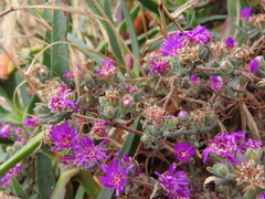 Ruschieae
