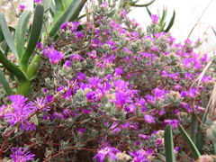 Ruschieae