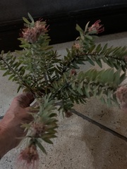 Leucospermum wittebergense
