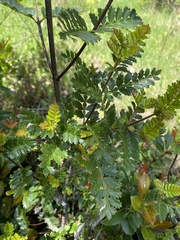 Weinmannia trichosperma
